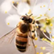 River Bend Bees logo